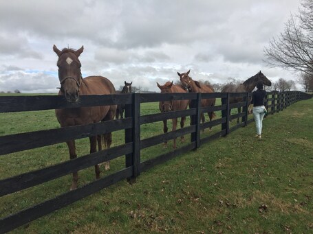 value: "Horse Capital of the world."
