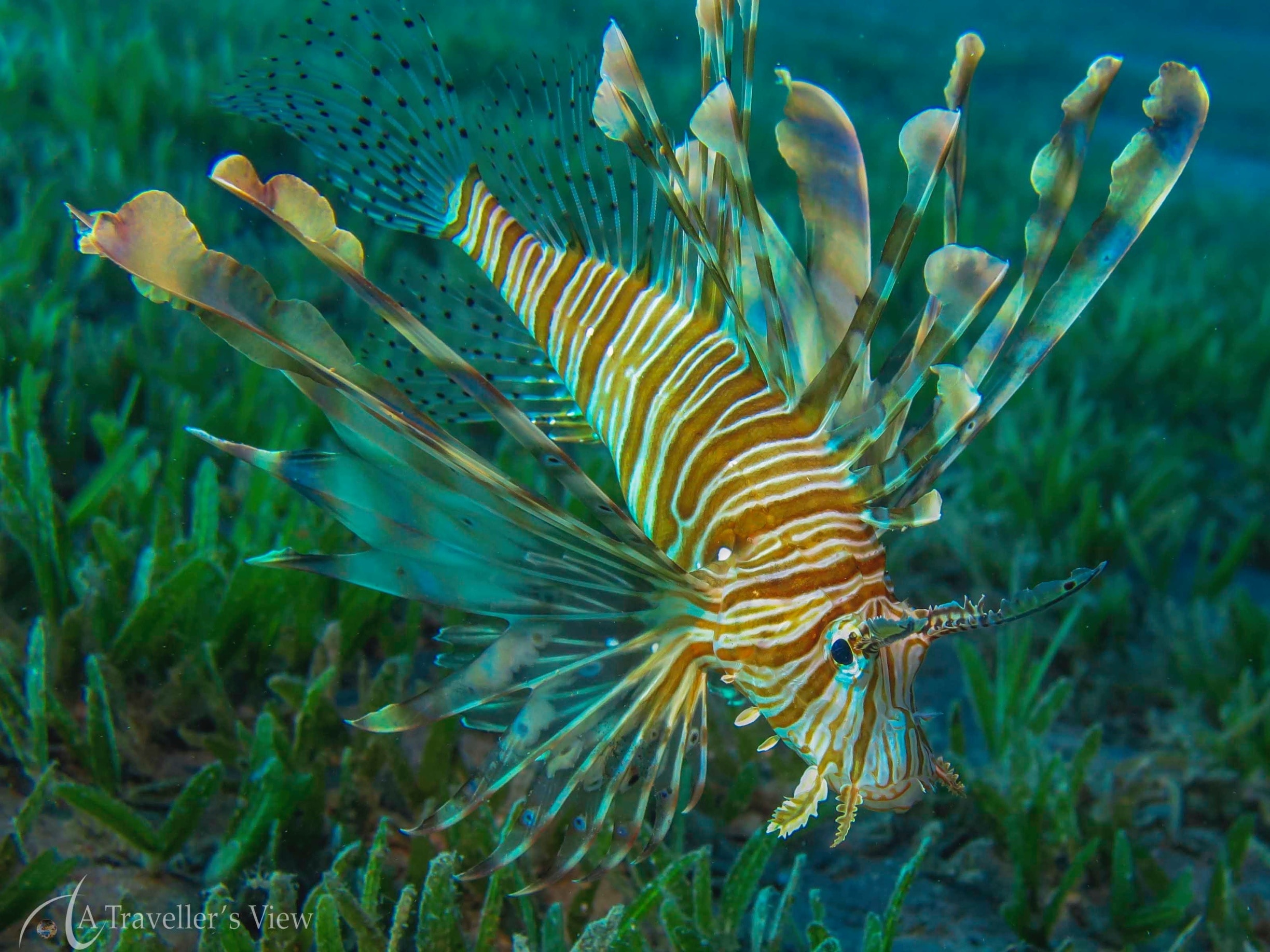 Reiseführer Dahab 2023 das Beste in Dahab entdecken Expedia.at