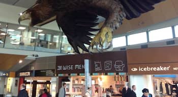The flying eagle at WLG airport who crash landed during the recent earthquake but now seems to be back in place