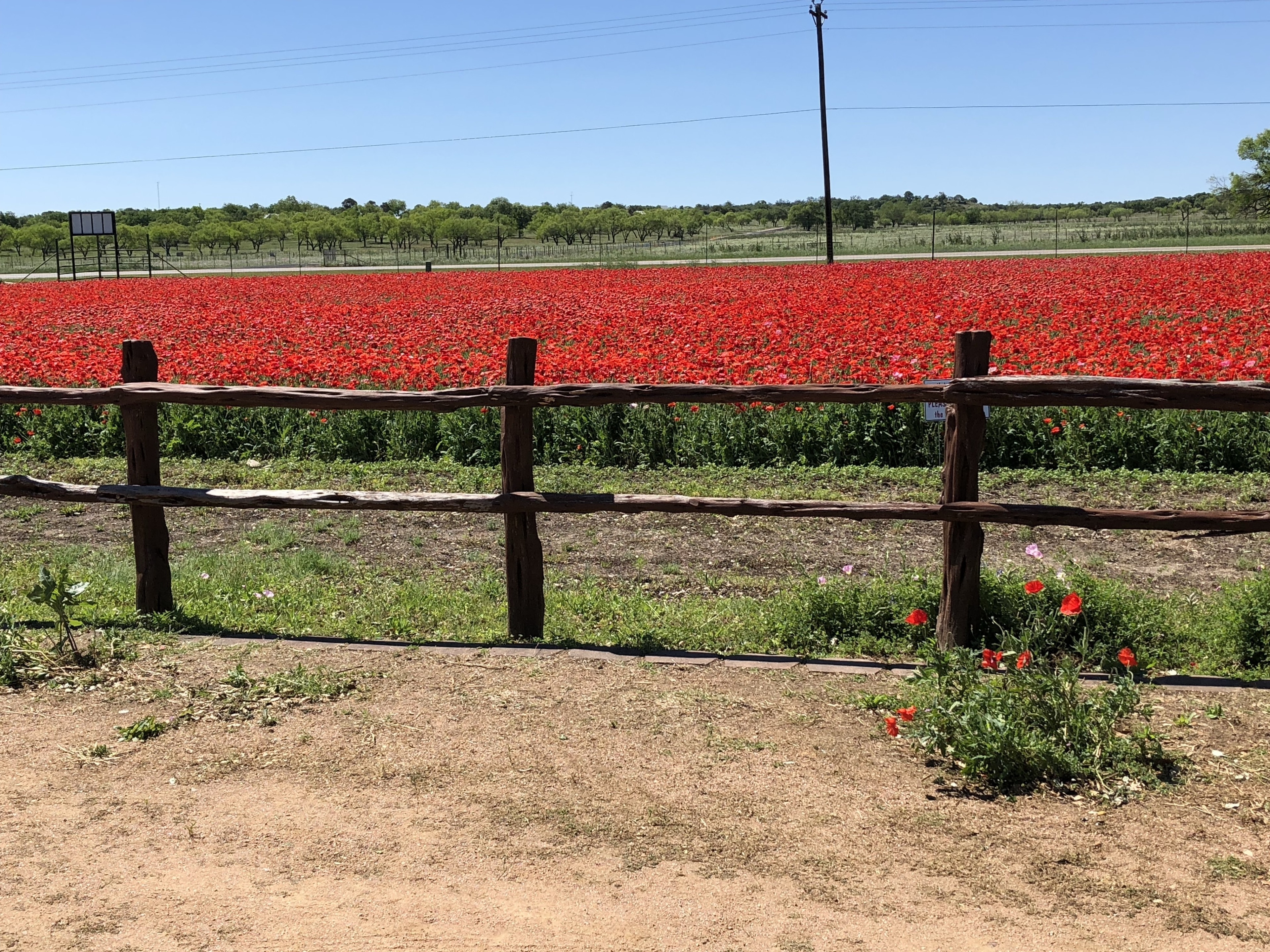 Red poppies!!!