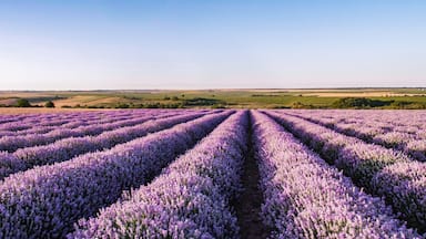 Lavander fields in Bulgaria.