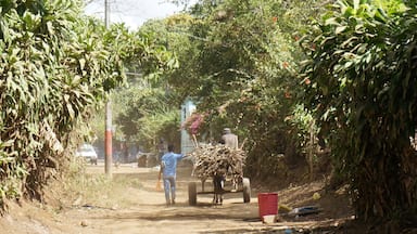 Downtown traffic in San Marcos. All over Nicaragua you'll find a mix of cars, trucks and horses pulling carts. Old meets new.