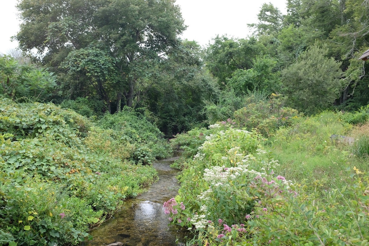 Cape Cod ecosystem. According to the sign, herring migrate up and down this brook (and via a man-made fish ladder) in their yearly commutes between Popponesset Bay up the Santuit River/ 