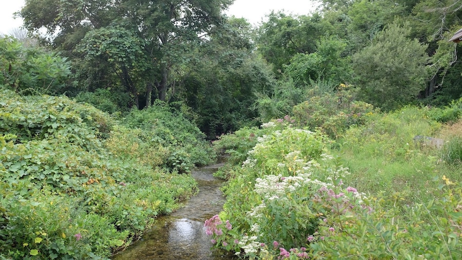Cape Cod ecosystem. According to the sign, herring migrate up and down this brook
