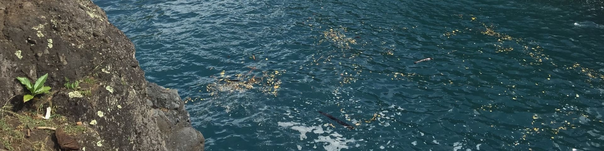 We had a blast jumping off the cliffs at the Venus Pool on our way to Hana.