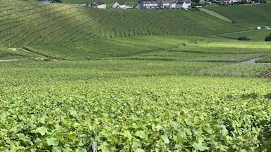 “Champanhe: na vitória é merecido, na derrota  é necessário!”. 
Vinhedos na Região da Champagne em Épernay - França. 🍇🍾🇫🇷