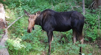 Many animals to see between Jackson and Teton village