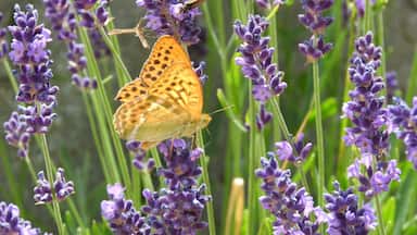 Beautiful Butterfly on Lavender Flowers