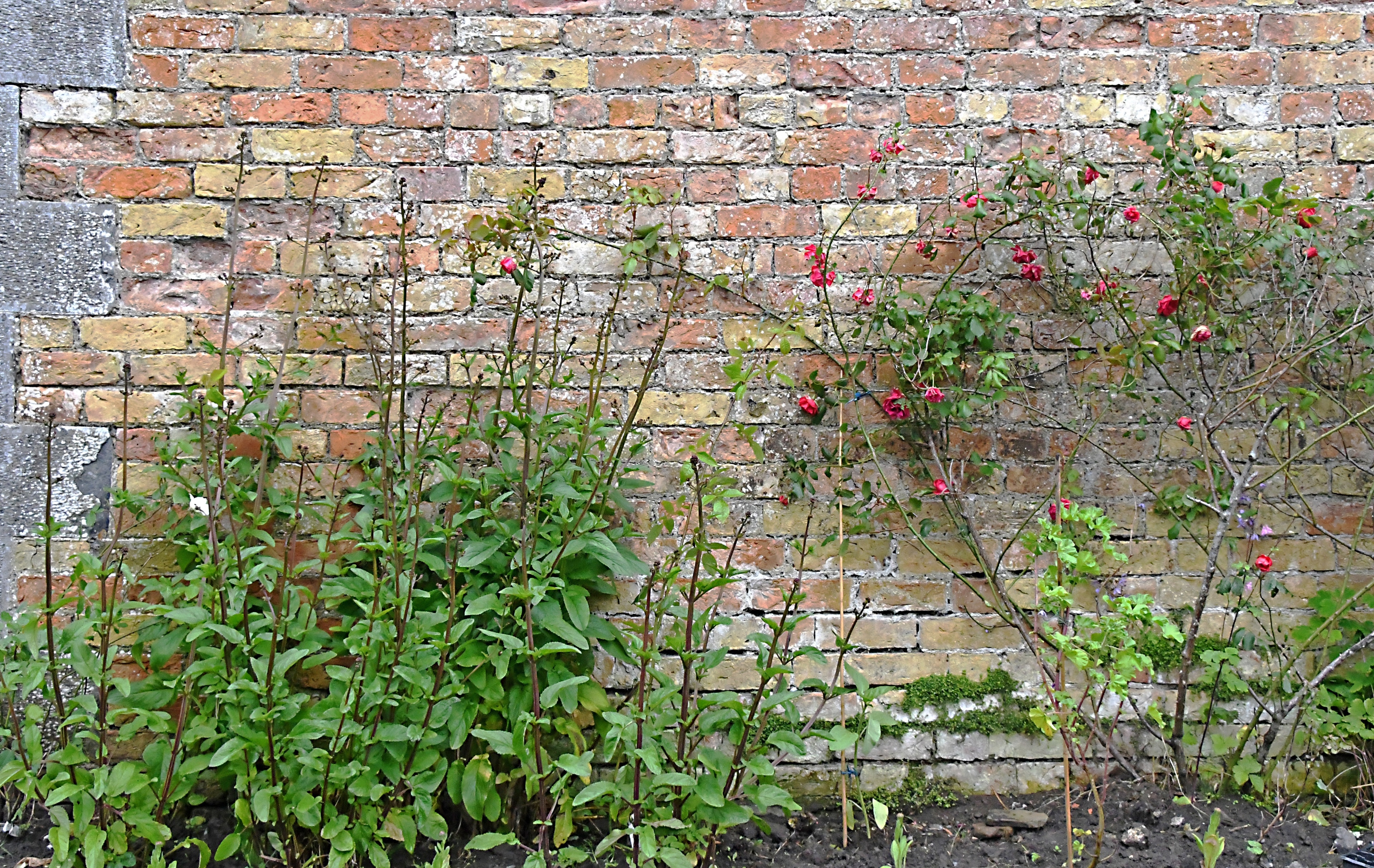 Part of the wall that surronds the kitchen garden.  Loved how the flowers contrasted with the brick.