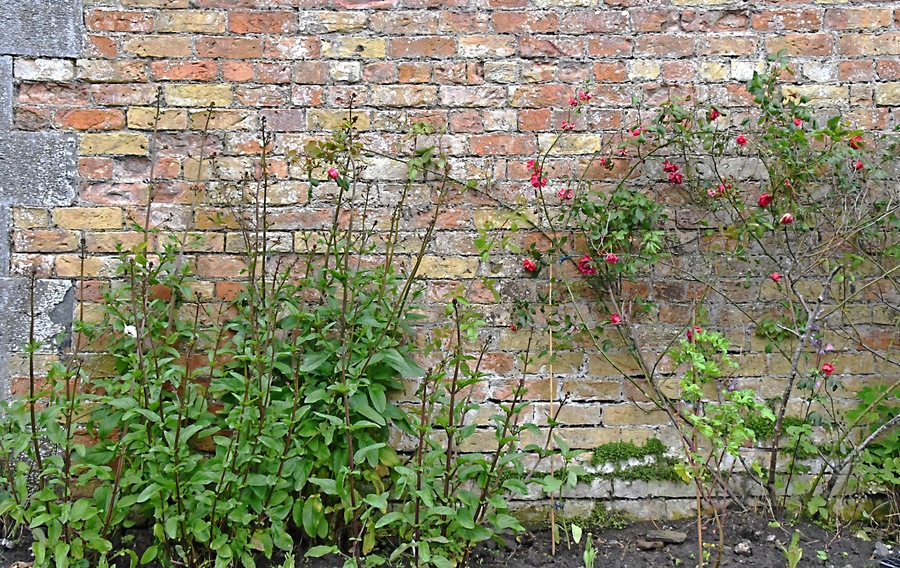 Part of the wall that surronds the kitchen garden. Loved how the flowers contrasted with the brick.