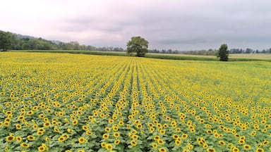 A beautiful sunflower field near Mifflinburg, PA on August 31st, 2018

www.tonybendelephotography.com

#Outdoors #Nature #Landscape #Sunflower #Sunflowers #SunflowerField #Colors #Colorful #Travel #Adventure #Beautiful