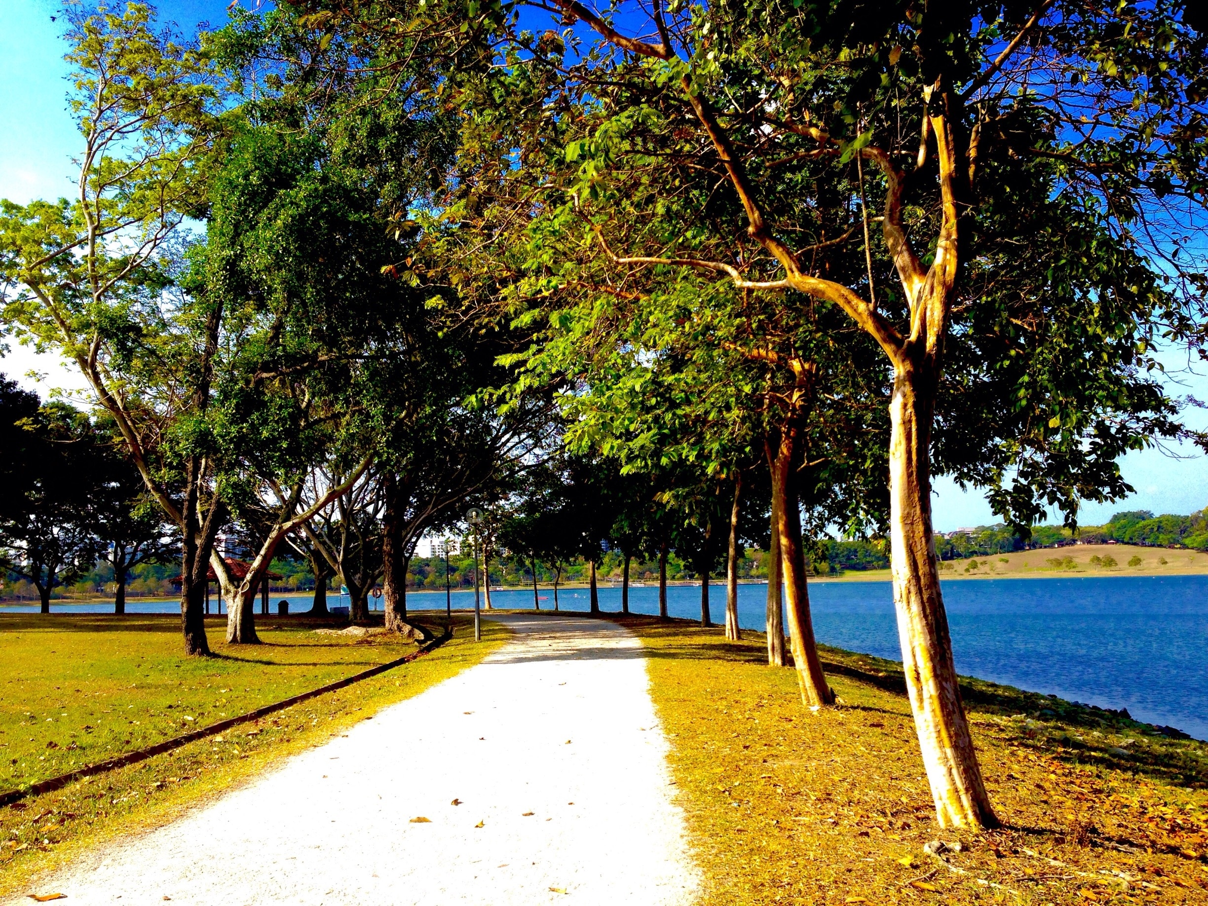 Tree lined path makes this an ideal place to go for a walk. #bvsblue