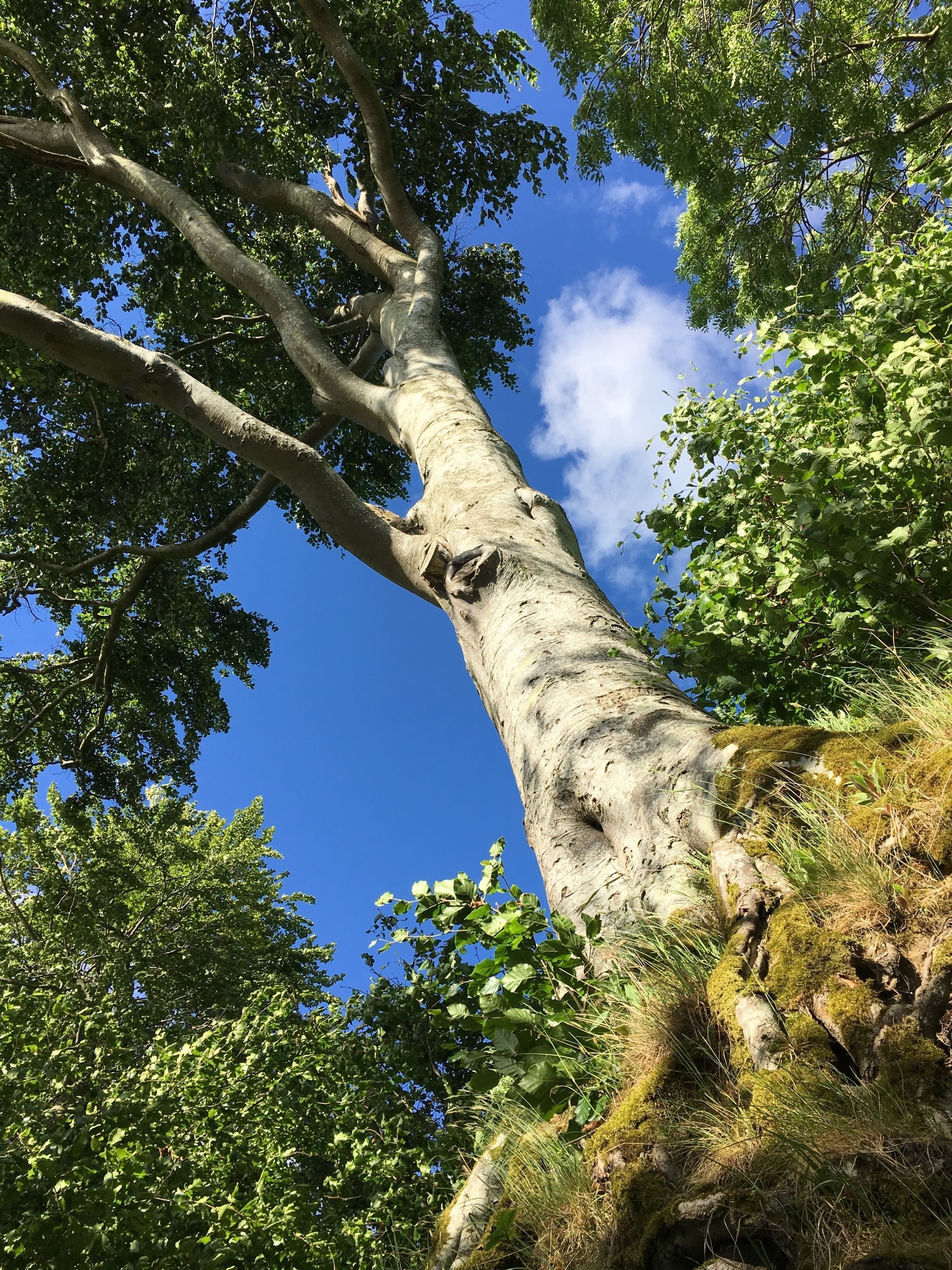 Foto de Mike Shorten