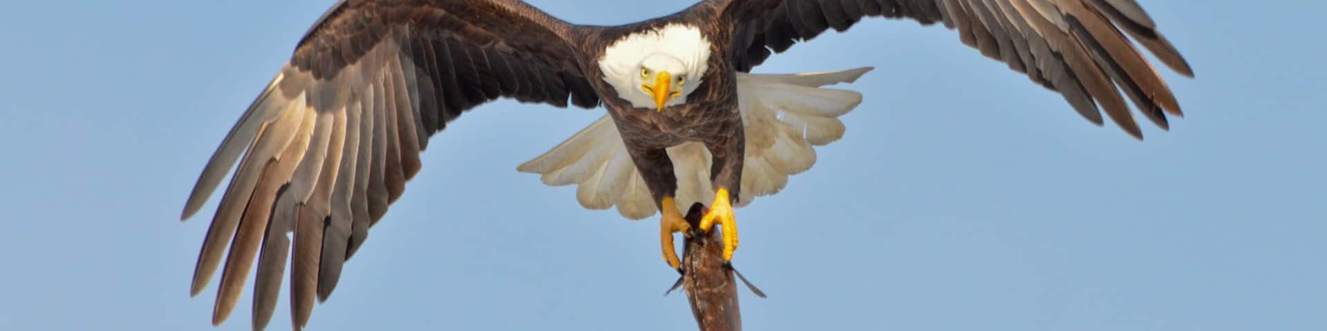 贝顿多夫, 爱荷华, 美国