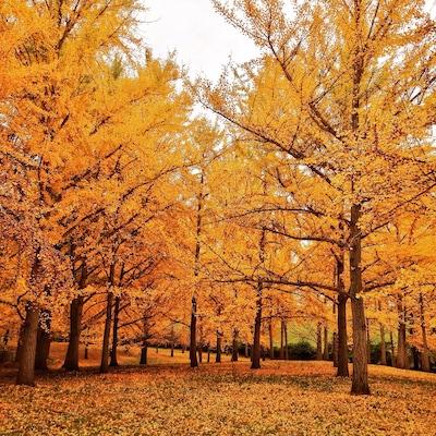 This arboretum is a great place to see the leaves change in fall. I've done numerous photo shoots here so it's a good spot if you are looking for an outdoor location. #virginia #blandyfarm #shenandoahvalley #fall