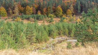 Walking on the southern slopes of Vitosha with just the smallest remains of the river after a dry summer,with the trees showing the start of the Autumn colours on the mountain.