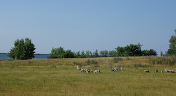The Urban Lambscape Project is a flock of sheep used to maintain the vegetation in a vacant lot next to a luxury apartment building on the shore of Lake Erie. 