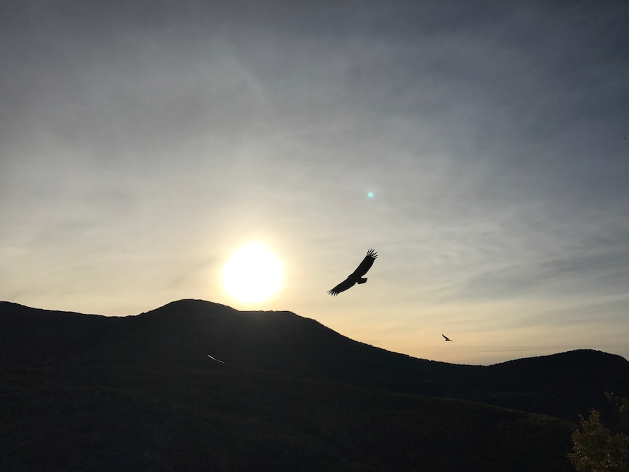 Vautours dans le ciel