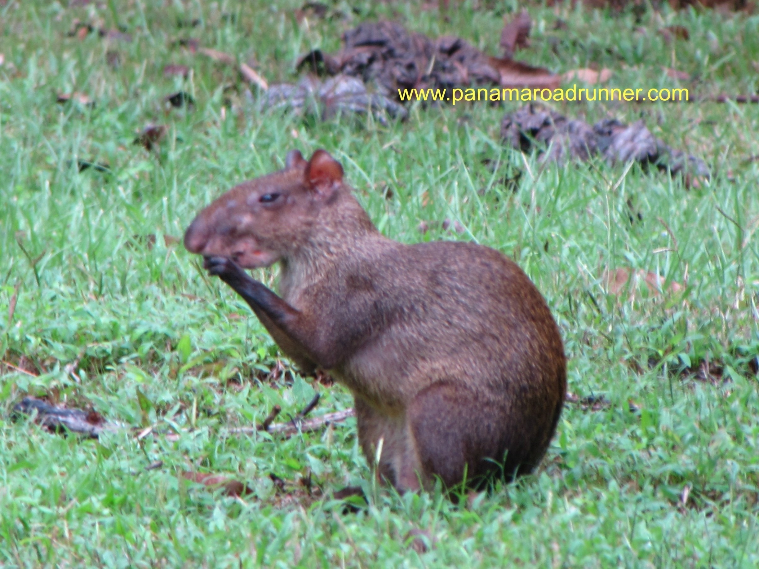 Rio - Clara the Capybara is one of the cutest rodents in the