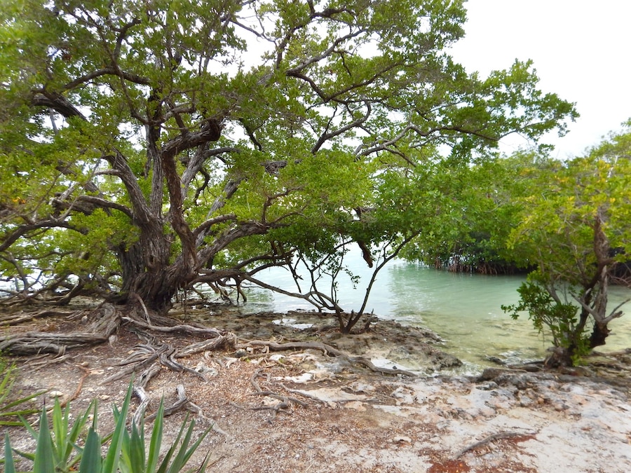 3/4 of a mile paddle from islamorada. There are still ruins and one grave with historic markers from the early settlements of Indians, spanish and american ship wreckers. The island is accessible by paddling or boat.