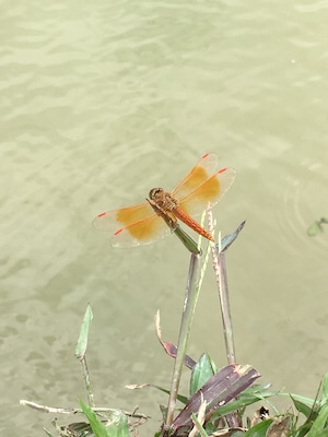 Found this beauty while waiting beside a pond. #springfun