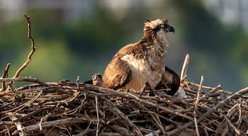 An Osprey and her young ones on the Potomac. 