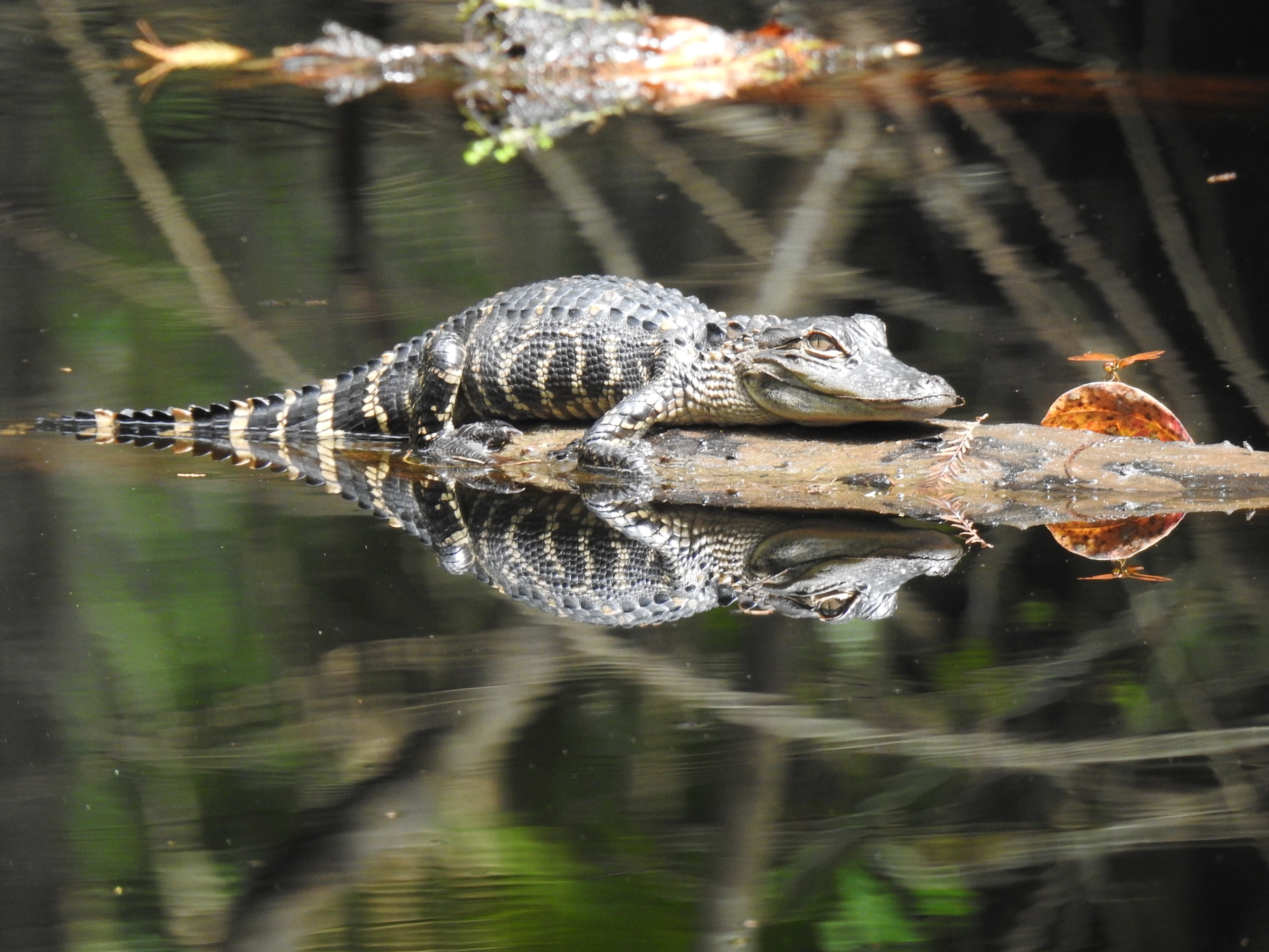 An alligator and a dragonfly soaking up the sun.