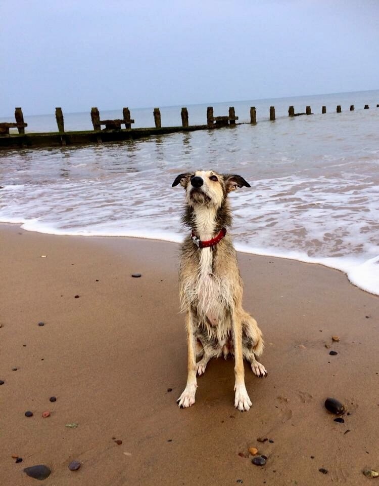 can you walk dogs on hornsea beach