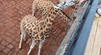 Feeding a giraffe from the deck off my room at Giraffe Manor in Nairobi last October. It has been a pretty rough week but remembering this experience still brings a smile to my face, I blog about my travels at Circlingthebucketlist.com
.