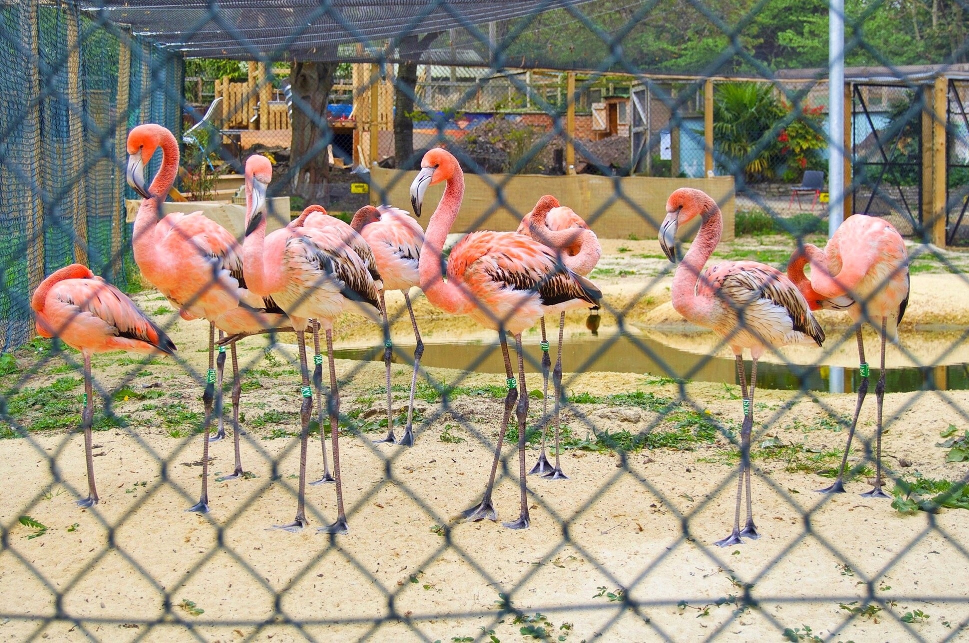 From Pink Flamingos to Meerkats #HanwellZoo is surrounded by beautiful species

