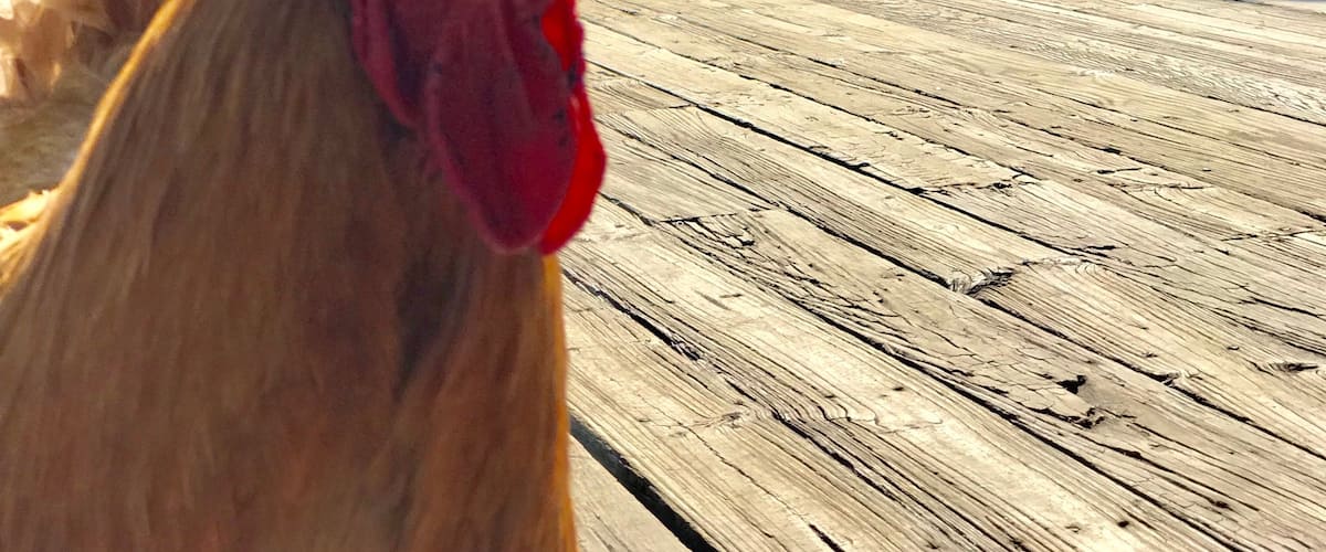 Outside the pizza place on the boardwalk of Smithville. Made a new friend.