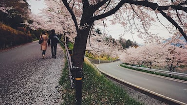 The walk from Seibuchichibu station to Hitsujiyama Park was soo sooo beautiful! With roads surrounded by endless rows of cherry blossom trees, they would soften even the toughest hearts.