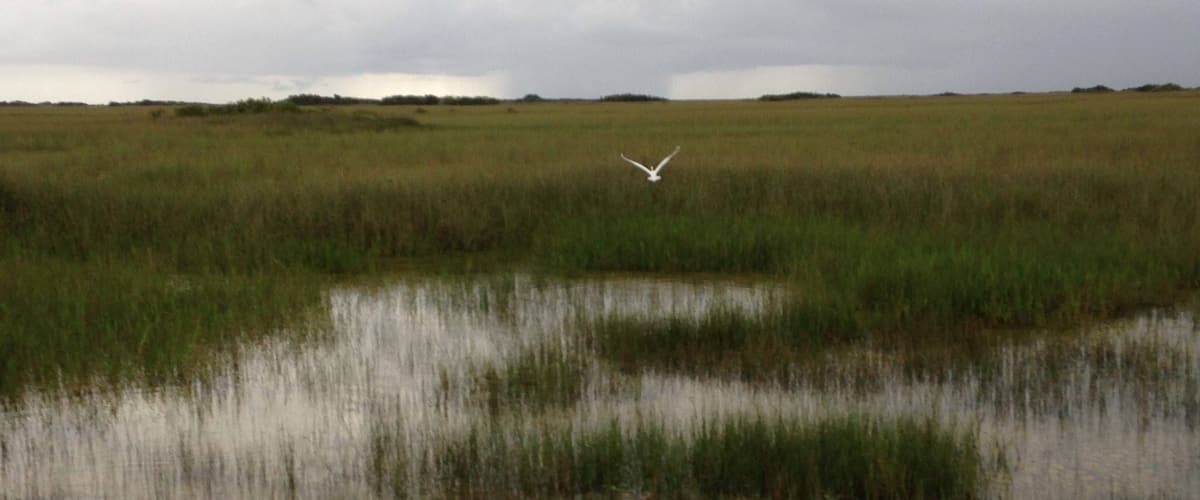 The Everglades , Florida