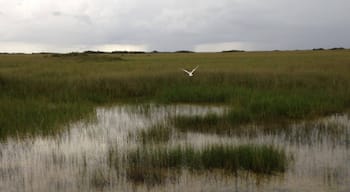 The Everglades , Florida