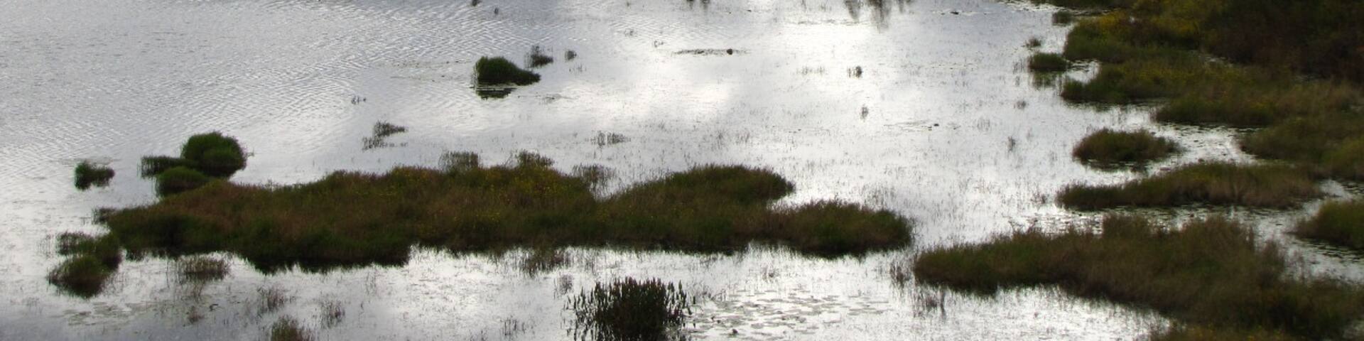 The view from a fire tower at the end of the Chesser Island Boardwalk in the Okefenokee National Wildlife Refuge. If you look closely, you can see alligators in the swamp