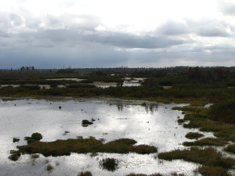 The view from a fire tower at the end of the Chesser Island Boardwalk in the Okefenokee National Wildlife Refuge. If you look closely, you can see alligators in the swamp