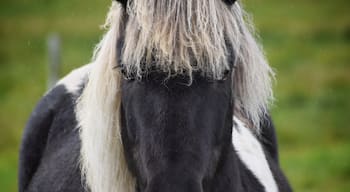 This #Adventure was found on our way to see one of the many beautiful waterfalls in Iceland. We have fallen in love with the Icelandic horses. This is my first trip overseas and loving every moment of it.