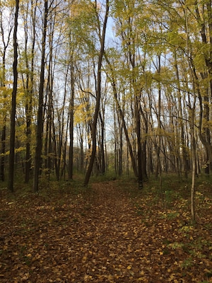 Snow mobile trails make great running routes in the fall. This one is behind Steener's and goes for miles.