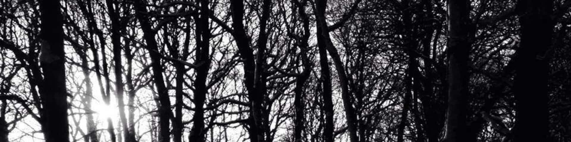 A stroll around the woods in December. Snow was on the ground. Love the shadows.