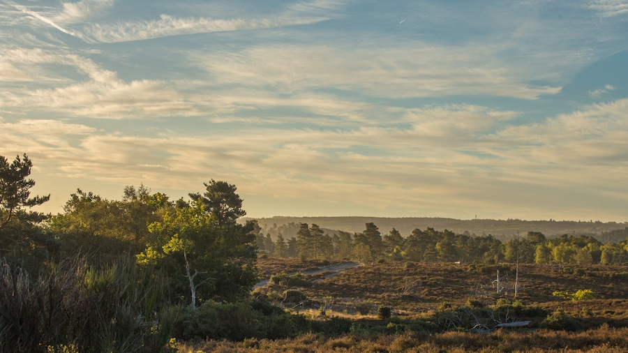 Frensham Country Park