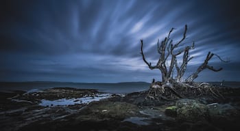 This tree that was on the rocks at Snapper Rock at the end of Pohutakawa Road in Beachlands