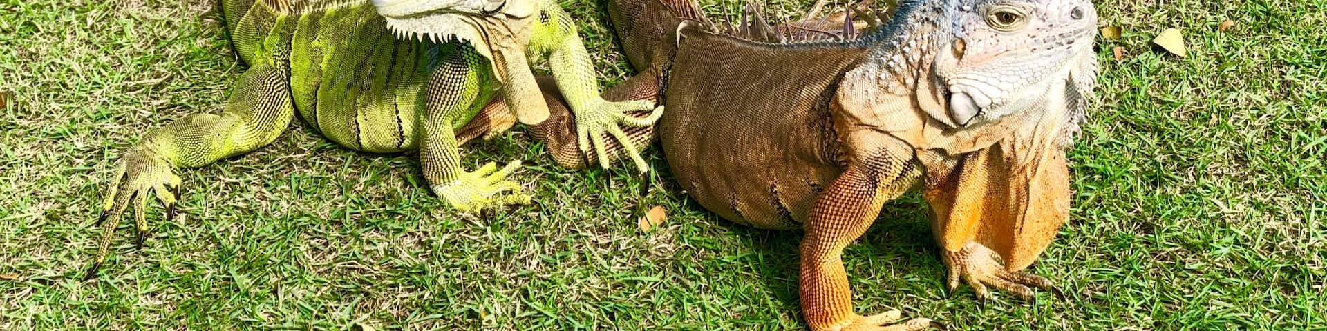 So many land iguanas here today