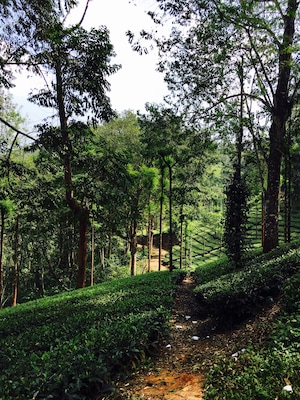 Quaint walking trails🍁 #teaplantations #bandipur #wayanad