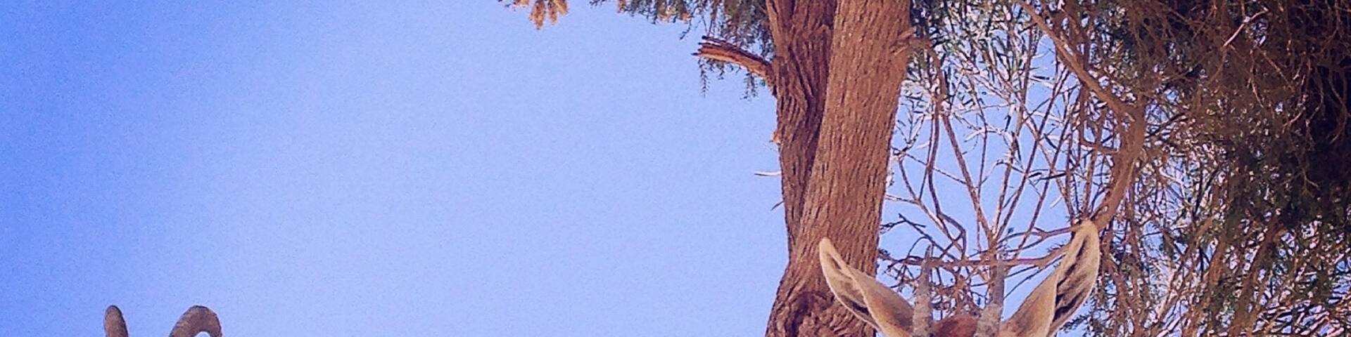 One site to see is the tomb of David Ben Gurion--the very first prime minister of Israel.  You can visit his tomb and get a glimpse of the Negev desert landscape.  You also may be lucky to see these peaceful herbivores, the ibex.