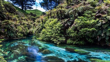 Unbelievable crystal clear water - about 70% of all bottled water in New Zealand is from this  spring

#newzealand #spring #nature