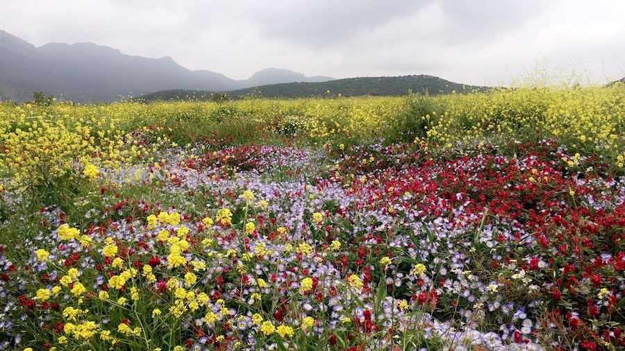 #spring