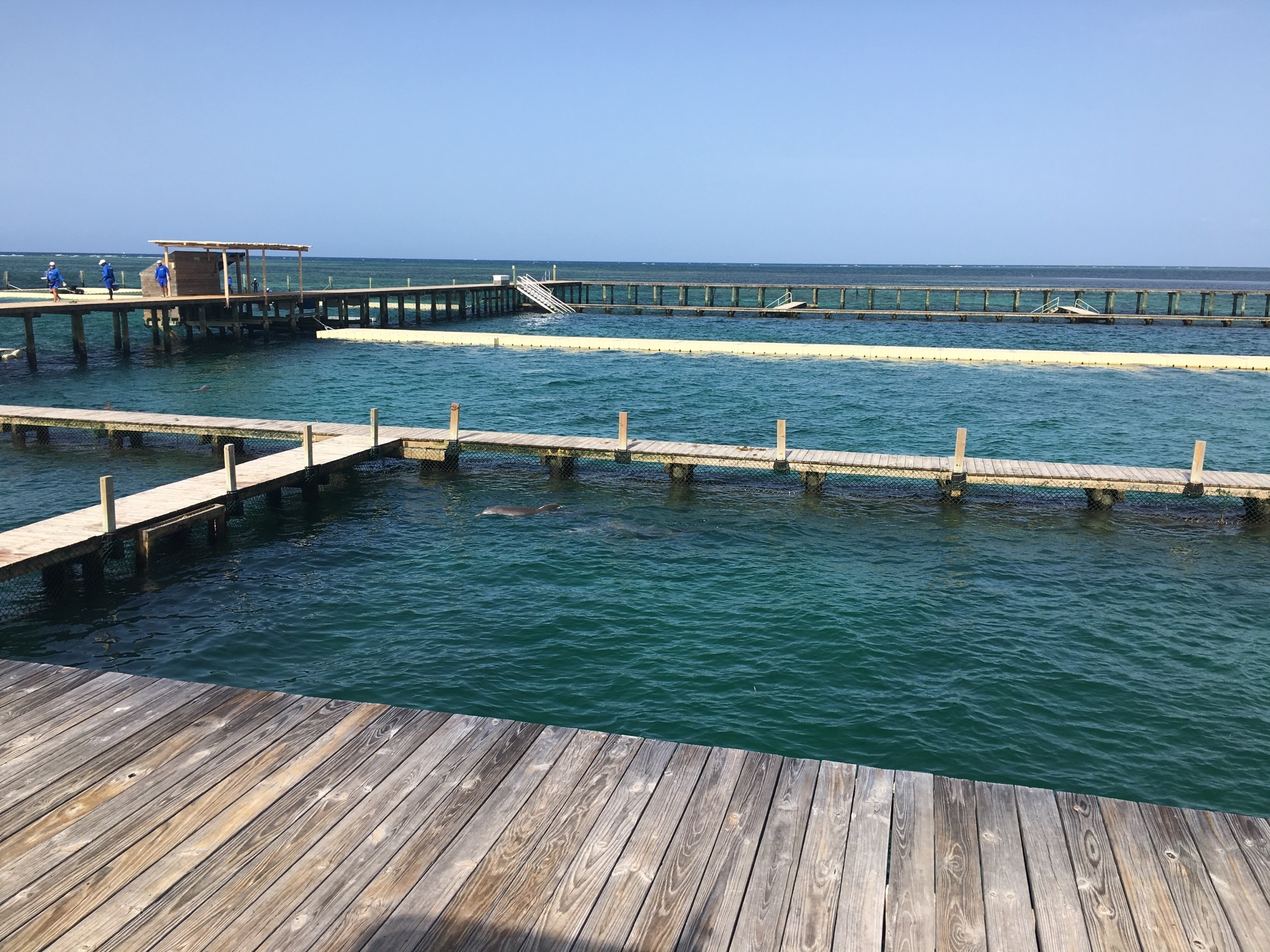 We did an excursion from our hotel to smoked out in the reef, but it was dead.  We did see some fish.  Then went to this place and swam with Norse Sharks, held a sting ray and was kissed by a sea lion.  I wish we had done the dolphin half. 