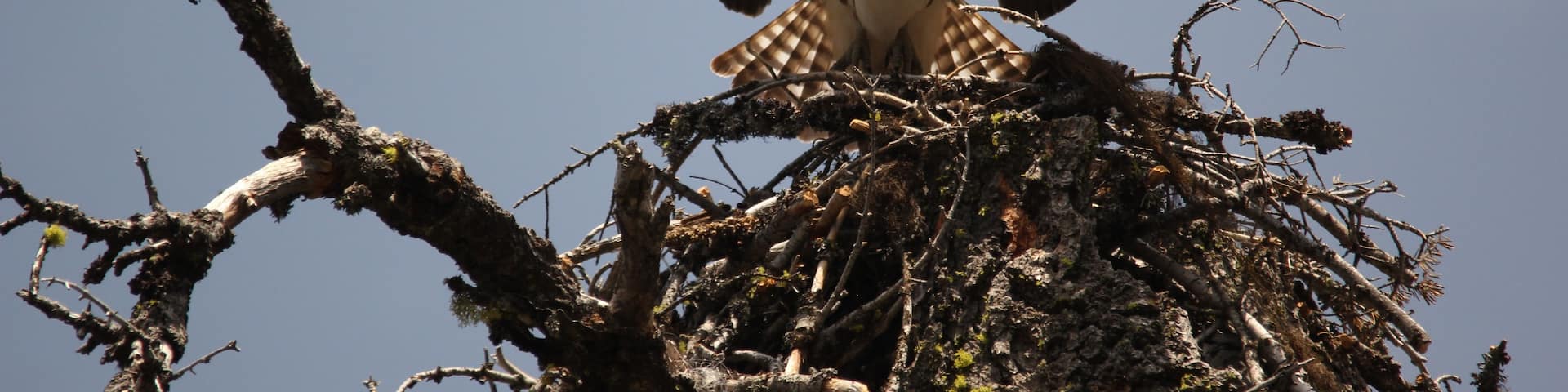 Nice smaller lake with easy access off the road.  This Osprey was working with its partner building a nest atop a broken/dead tree.  I hear that the eagles and osprey fight quite often.  Sit at the Buck's Lake Lodge for a drink or some food and enjoy the view and quiet!