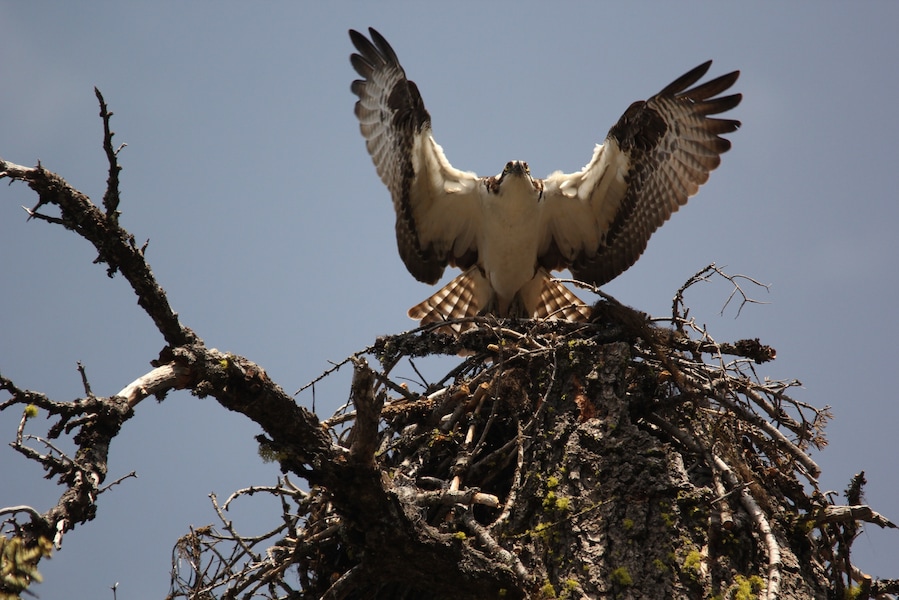 Nice smaller lake with easy access off the road. This Osprey was working with its partner building a nest atop a broken/dead tree. I hear that the eagles and osprey fight quite often. Sit at the Buck's Lake Lodge for a drink or some food and enjoy the view and quiet!