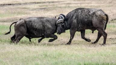 A pair of buffaloes duke it out in the Ngorongoro Crater. My 300mm lens really came into its own here because this battle was actually taking place some considerable distance away.
#LifeAtExpedia